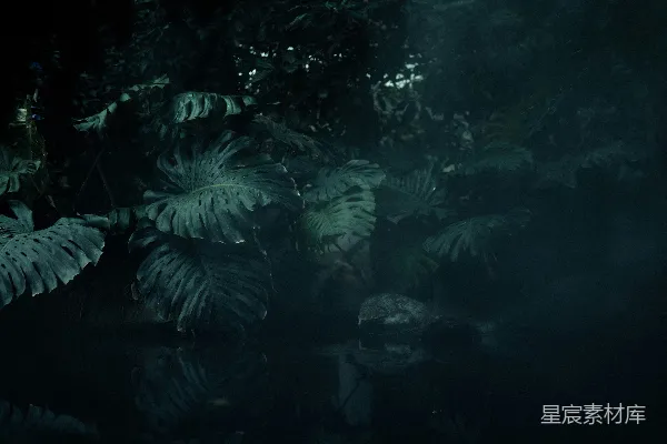 高清摄影 绿色叶片植物