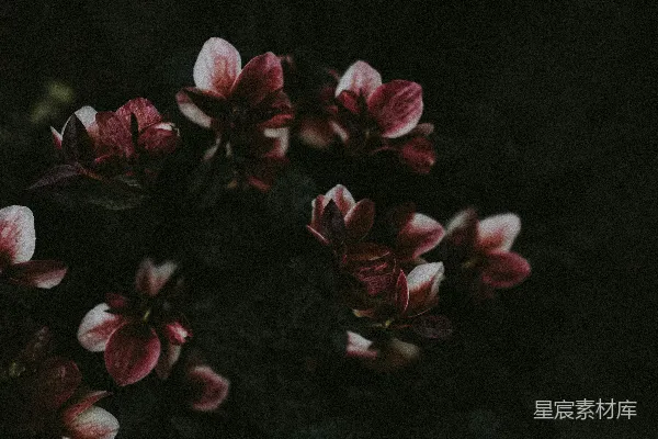 高清摄影 紫色花瓣的花