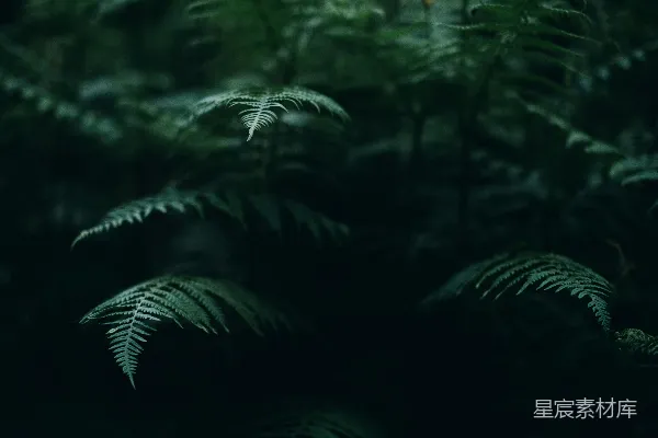 高清摄影 一片绿意盎然的森林