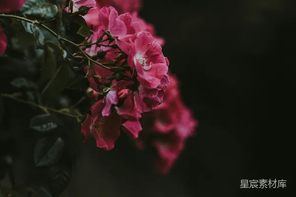 高清摄影 在选择性聚焦摄影中，红色簇状花瓣的花朵。