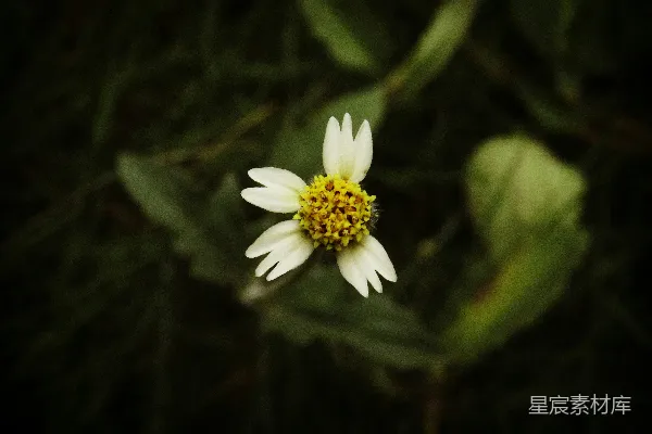 白花