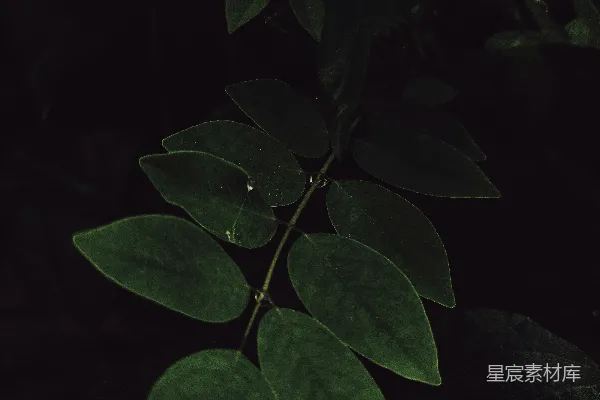 一片绿叶植物的特写镜头