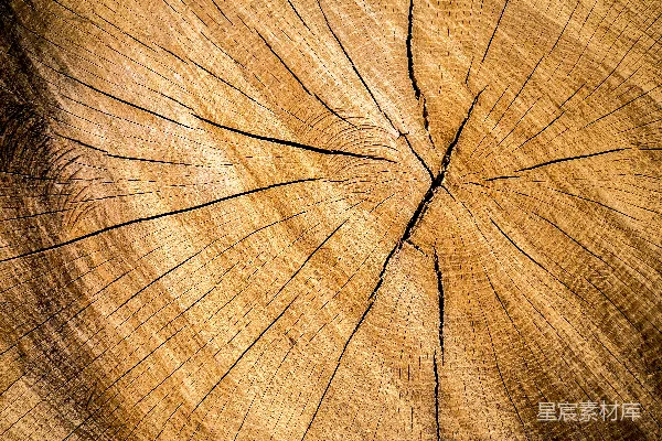 高清摄影 一棵树的树干特写视图