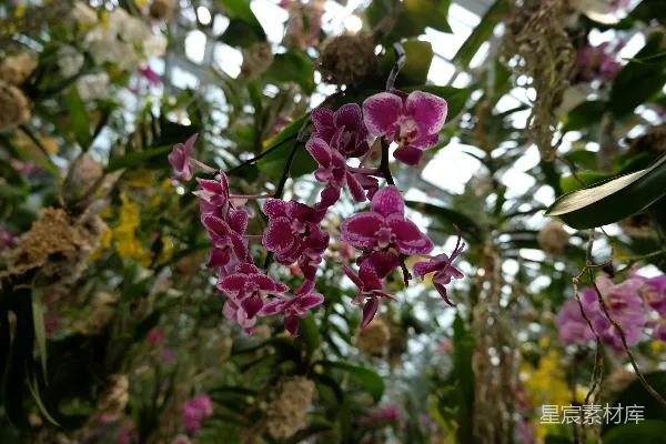 树上挂着一束紫色的花朵