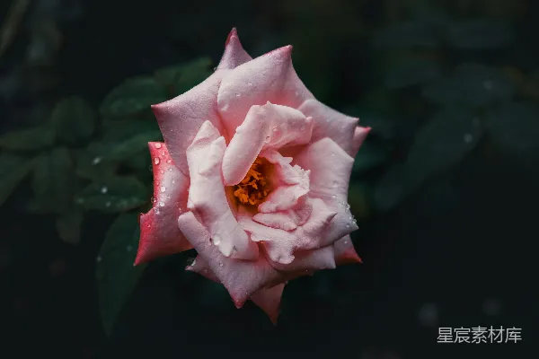 聚焦于粉色玫瑰花的选拍摄影