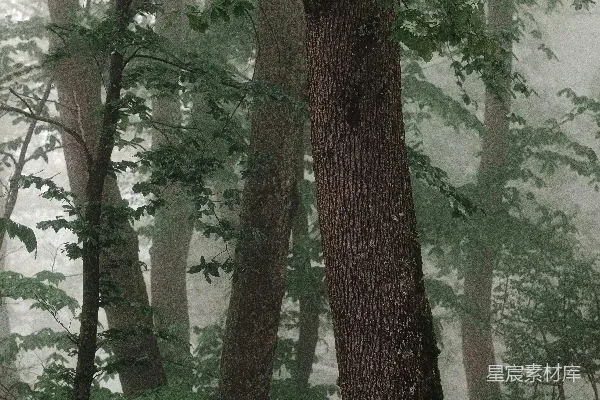 一棵树荫下的长椅位于森林的中央。