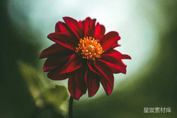 一朵红花的特写，背景模糊。