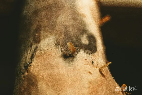 高清摄影 一张木材的特写照片
