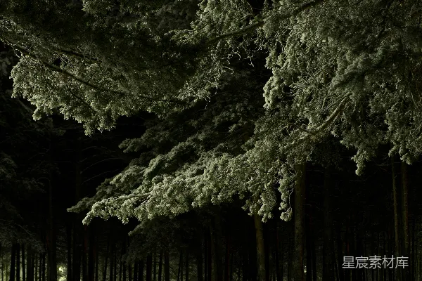 一棵树凳子坐在一片森林的中间的夜晚