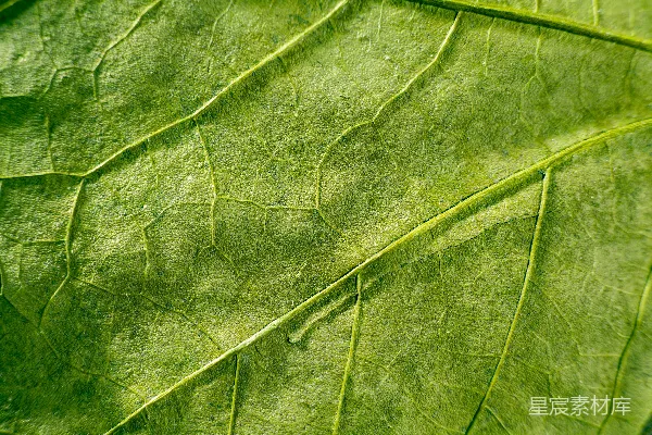 一幅绿叶的特写镜头