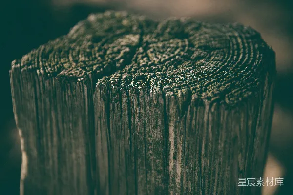 高清摄影 选择性聚焦摄影中的漂流木