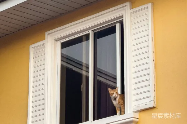 一只猫坐在窗台上向外眺望