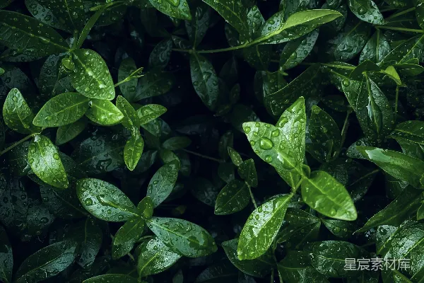 满是叶子的一株绿色植物