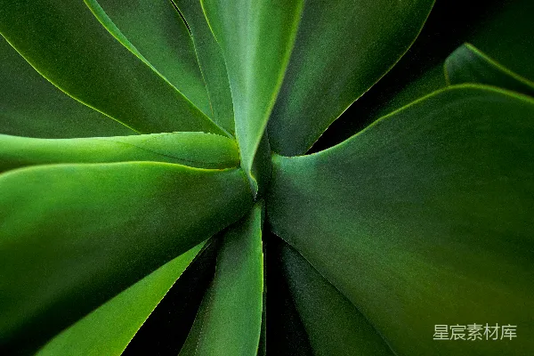 植物的 macros 照片