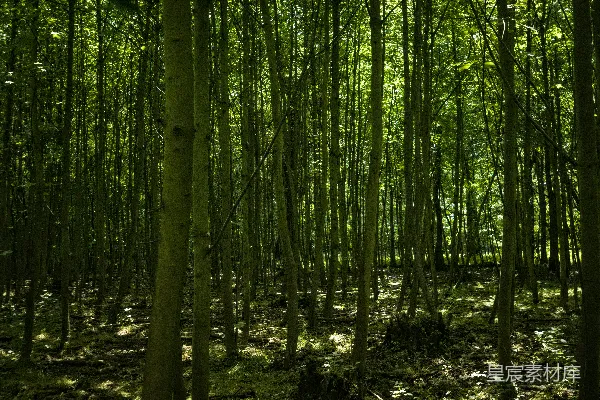 高清摄影 一片森林