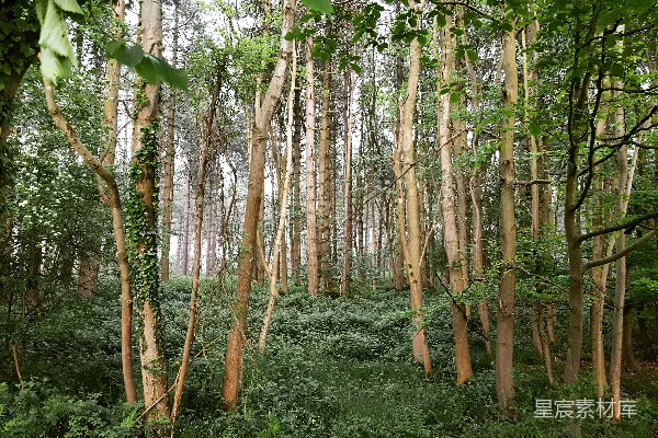 高清摄影 白天的森林