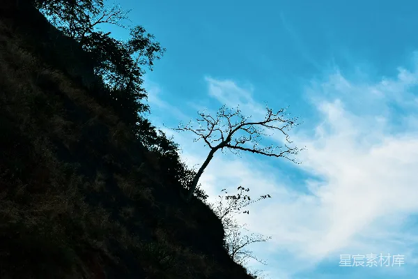 山边一棵孤树