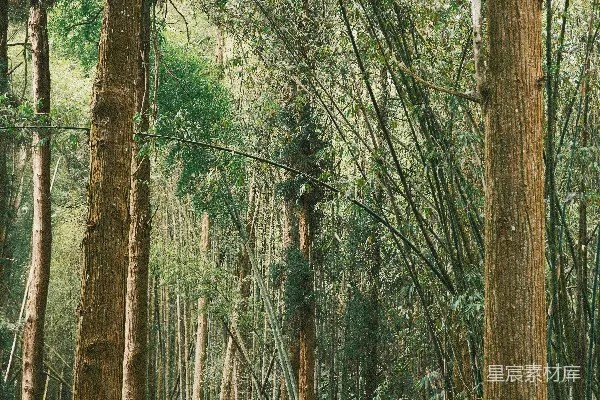 高清摄影 一片充满高大树木的森林