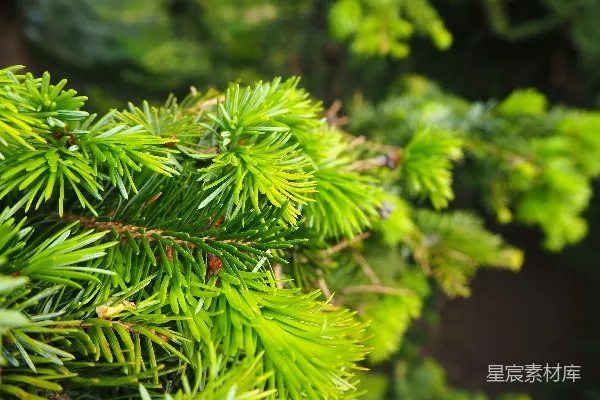 一棵松树树枝的特写镜头