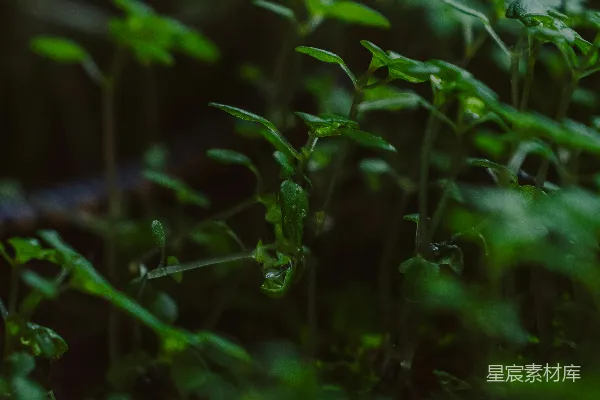幼绿植物在黑暗森林中生长。