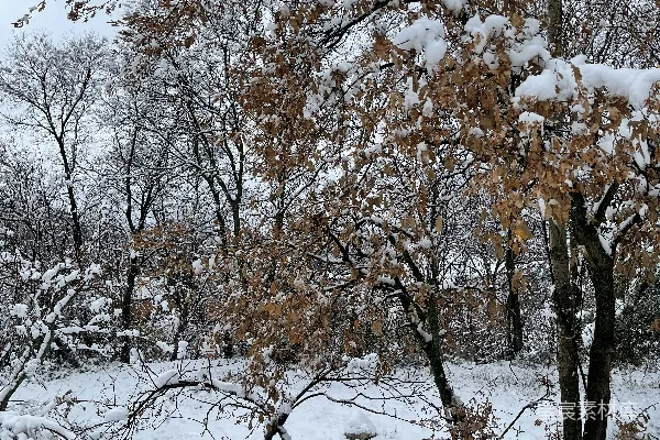 覆盖着白雪的公园里树木和灌木丛交错。