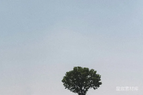 白天的绿草和树木