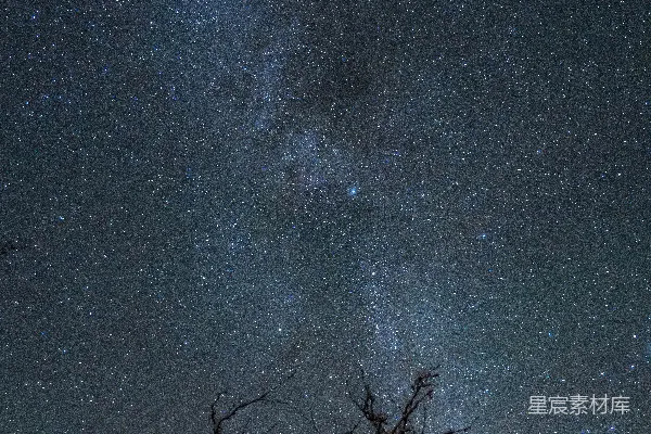 星空璀璨下没有叶子的树木