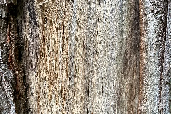 高清摄影 一张树木树皮的特写照片。