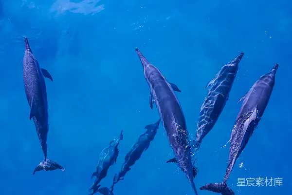 一群海豚在游泳