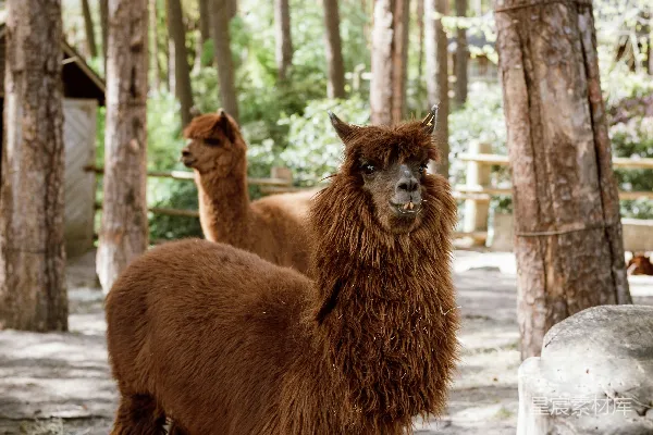 几只 llama 紧挨着站在一片森林里