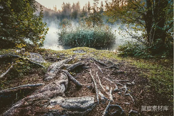高清摄影 棕色的树桩坐落在湖边的绿色草地上，白天光线明媚。