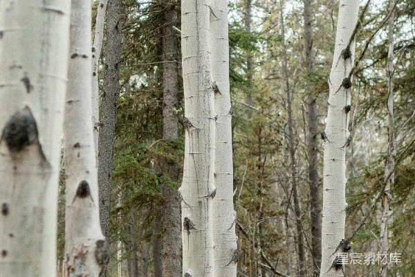 高清摄影 森林中的山路旁边的白桦树。