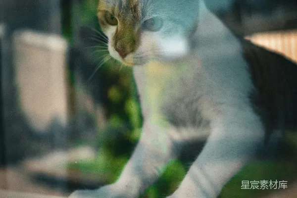 猫走在窗台上