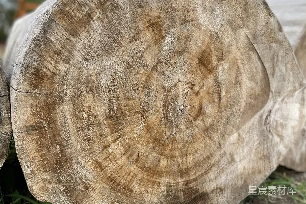 高清摄影 骷髅的特写