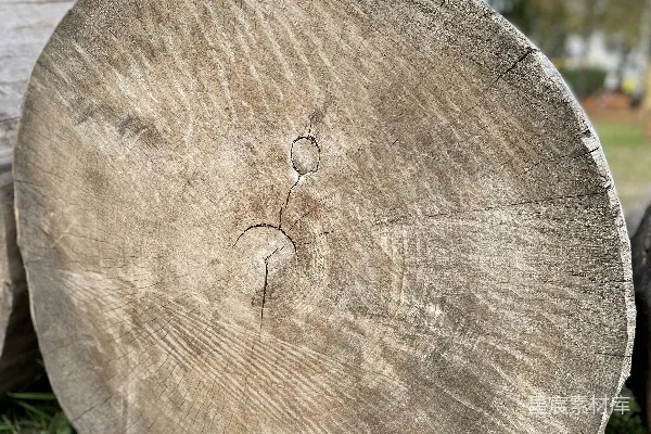高清摄影 一棵树桩的特写照片