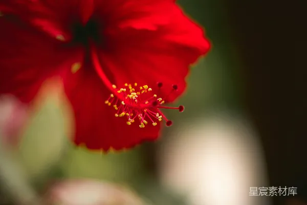 带有水珠的红色花朵