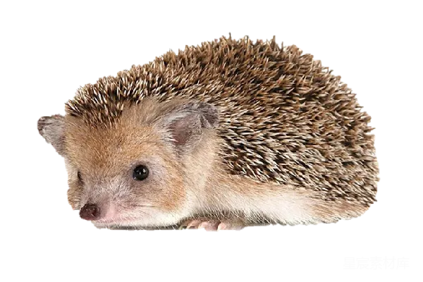 元素素材 刺猬