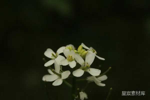 一朵小白花的特写镜头