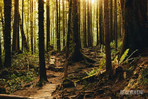 高清摄影 阳光透过森林中的树木照耀下来。