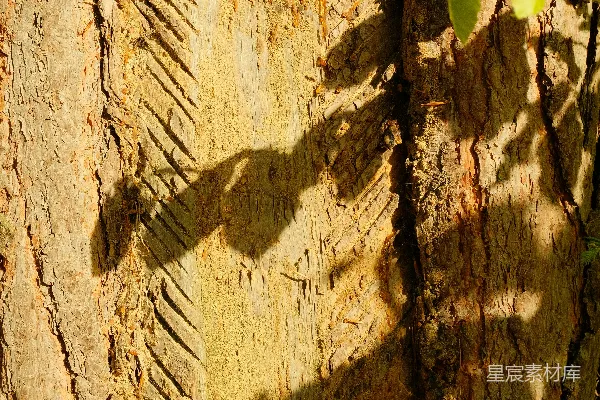 高清摄影 树干上的一个人影
