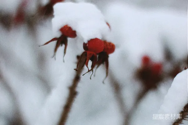 红花覆雪