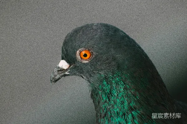 一只鸟的特写镜头