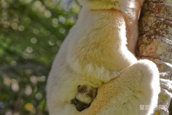 一只猴面包树母 Lemur 依附在树上抱着幼崽。