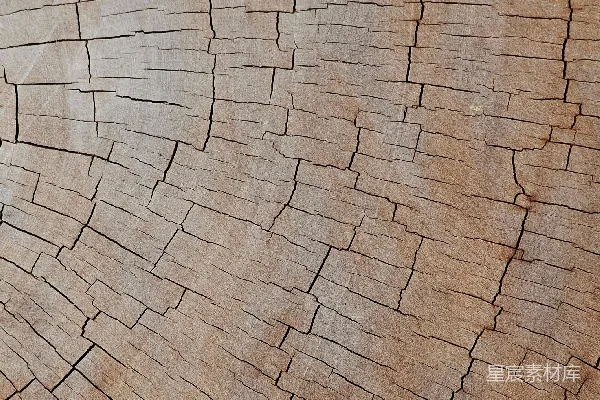 高清摄影 一株风化的树桩特写，可以看到明显的生长年轮。