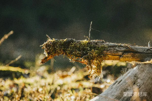 高清摄影 苔藓覆盖的原木在阳光明媚的林间空地上