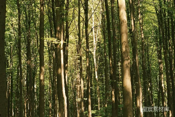 高清摄影 阳光透过茂密森林中的高大树木洒落下来。