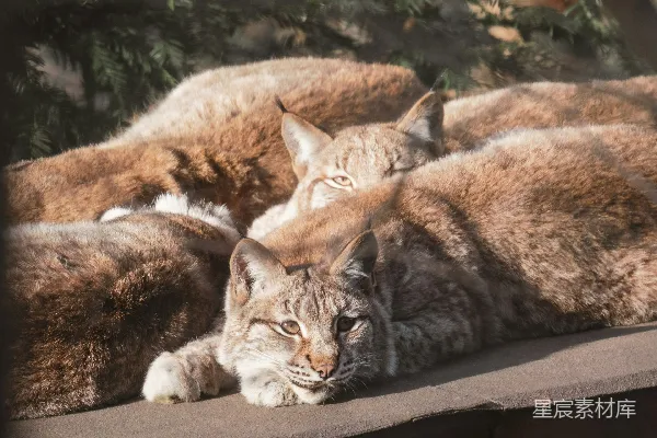 一群猞猁在木头表面上休息。