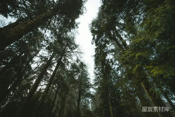 高清摄影 白天，白云下的绿树