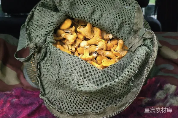 一个袋子里装满了刚采摘的新鲜榛子菌。