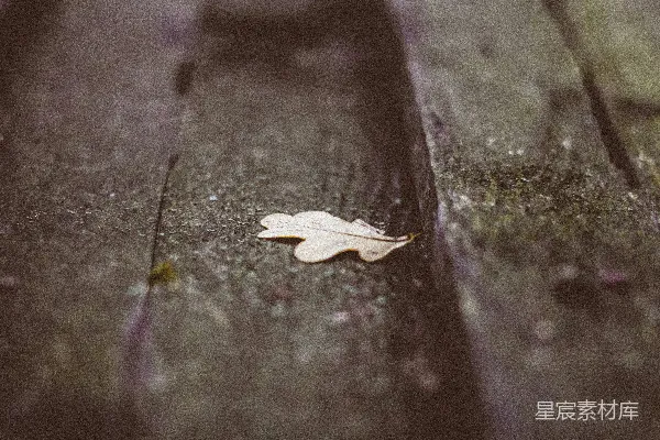 高清摄影 白叶在木制表面上